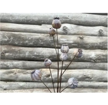 Dekorative Mohnblumen für den Garten als Beetstecker