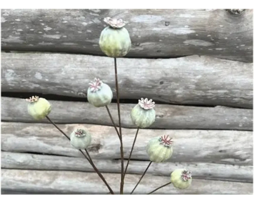 Dekorative Mohnblumenkapseln auf Stielen vor Holzwand