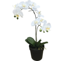 Orchidee im Topf