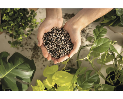 Hände halten Blähton für Pflanzen vor Grünpflanzen