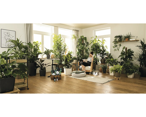 Wohnzimmer mit Zimmerpflanzen in Töpfen, Sitzgelegenheit und Tageslicht.