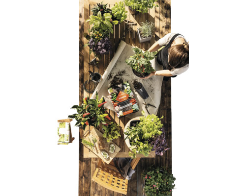 Draufsicht auf einen Holztisch mit verschiedenen Kräutern und Gemüsesorten in Töpfen, Blumenerde und einer Person, die eine Pflanze umtopft