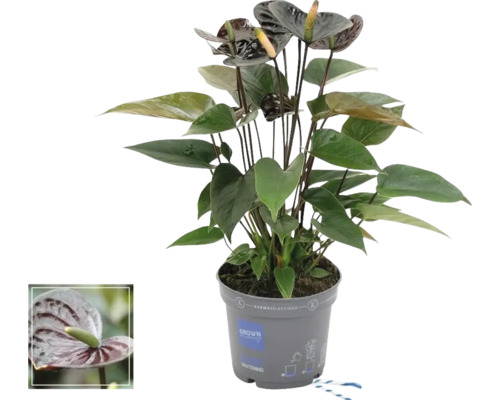 Flamingoblume/ Anthurie FloraSelf Anthurium andreanum 'Black Love' H 10-20 cm Ø 12 cm Topf