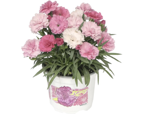 Stauden-Nelke 'I Love You', Dianthus pink-rosa-weiß Ø 12 cm Topf