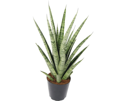 Bogenhanf FloraSelf Sansevieria cylindrica 'Pineapple'/ 'Ananas' H ca. 40 cm Ø 12 cm Topf