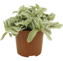 Dreimasterblume FloraSelf Tradescantia 'Tenderness' H ca. 15 cm Ø 10,5 cm Topf