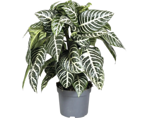 Glanzkölbchen, Zebrapflanze FloraSelf Aphelandra 'Botanica' H ca. 30 cm Ø 13 cm Topf Zimmerpflanze Zebra-Pflanze im Topf