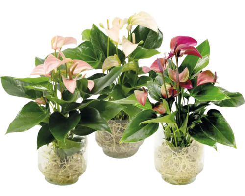 Flamingoblume/ Anthurie Glasvase Sophia FloraSelf Anthurium freie Wurzeln Ø 20 cm Drei Anthurienpflanzen in Glasvasen