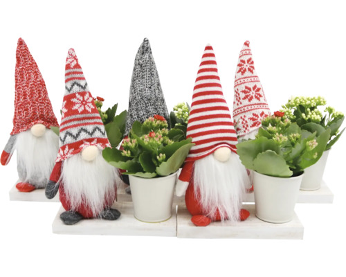 Arrangement Weihnachten Gnome mit Kalanchoe FloraSelf H ca. 17 cm