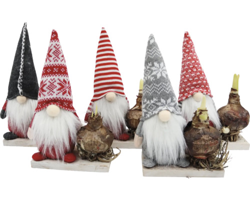 Arrangement Weihnachten Gnome mit Amaryllis FloraSelf H ca. 17 cm