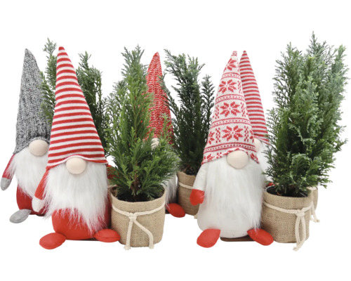 Arrangement Weihnachten Gnome mit Mini Weihnachtsbaum FloraSelf H ca. 38 cm