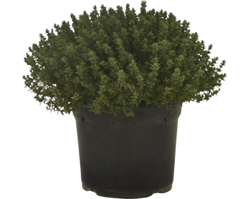 Thymian Pflanze im Topf
