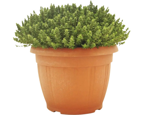 Thymian in einem Pflanztopf