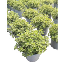 Mehrere Töpfe mit Oregano-Pflanzen.