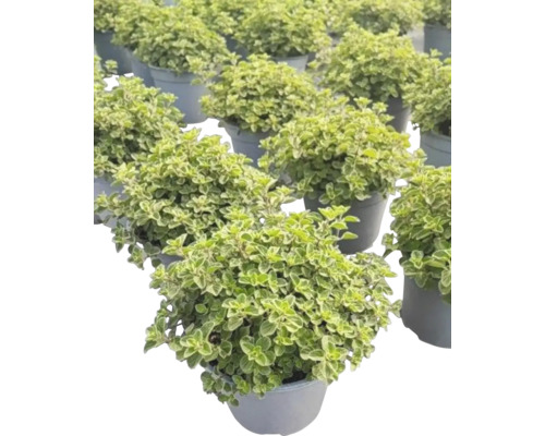 Mehrere Töpfe mit Oregano-Pflanzen.
