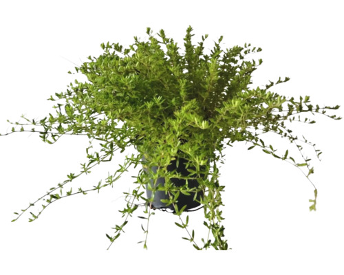 Hängepflanze in einem Topf