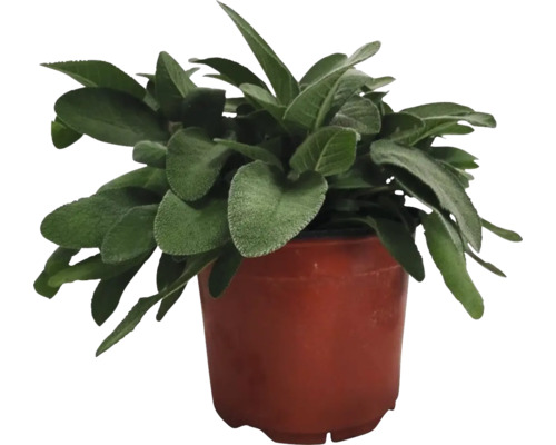 Echte Wollziest Pflanze im Topf