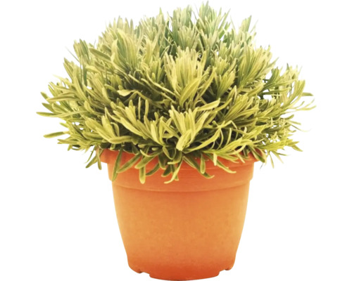 Lavendel im Topf