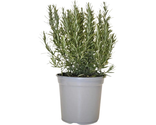 Rosmarinpflanze im Topf für den Garten oder die Küche