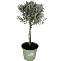 Lavendel FloraSelf Lavandula angustifolia H 40-60 cm Ø 14 cm Topf