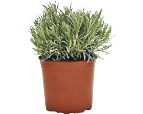 Lavendel im Topf