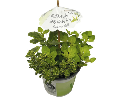 Kräutertopf mit Grillkräuter Trio, BBQ-Herbs Trio und Barbecue Gold