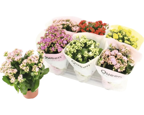 Flammendes Käthchen Mix FloraSelf Kalanchoe H 20-25 cm Ø 14 cm Topf zufällige Sortenauswahl