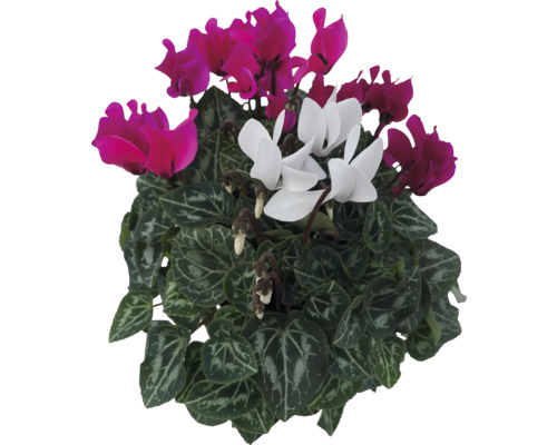 Alpenveilchen Trio Cyclamen persicum Ø 12 cm Topf