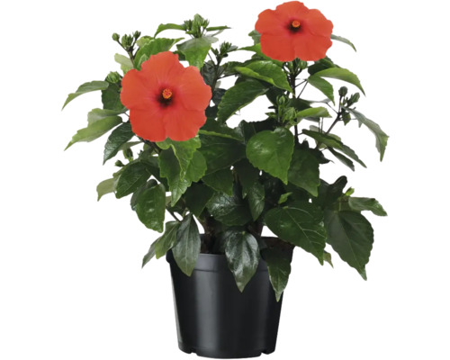 Hibiskus im Topf