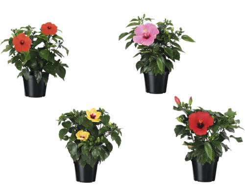 Zimmerhibiskus MIX FloraSelf Hibiscus sinensis Ø 17 cm Topf, zufällige Sortenauswahl Hibiskus im Topf mit verschiedenen Blütenfarben