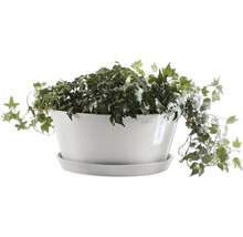 Efeu in einem Blumentopf