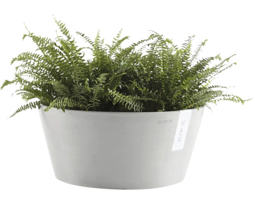 Farn in einem Pflanzgefäß