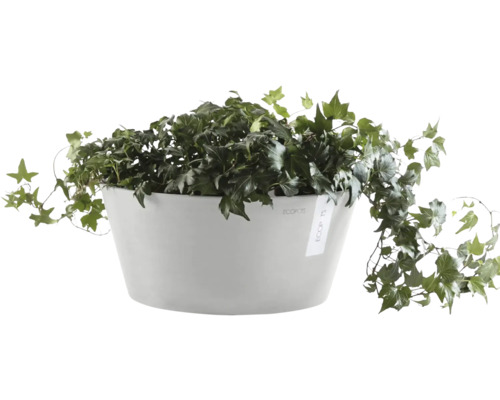 Efeu in einem Pflanzgefäß