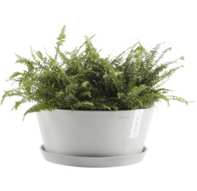 Nephrolepis Zimmerpflanze in einem Topf mit Untersetzer