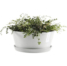 Muehlenbeckia Pflanze in weißem Blumentopf mit Untersetzer