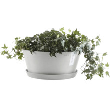 Ecopots Topf mit Efeu Pflanze