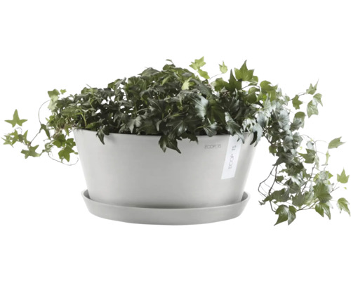 Ecopots Topf mit Efeu Pflanze