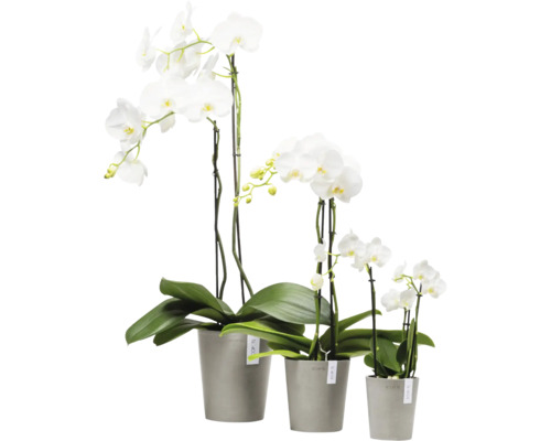 Drei weiße Orchideen in Töpfen