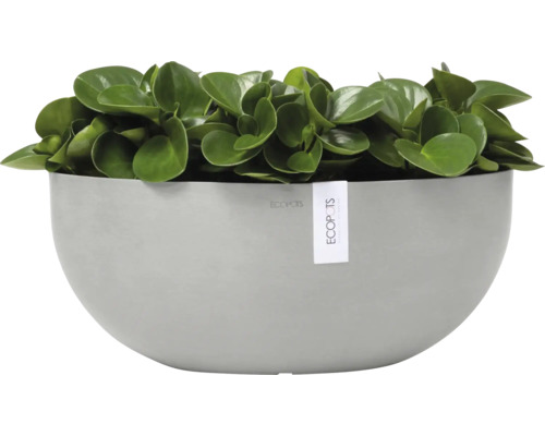 Pfefferpflanze in einem grauen Pflanzgefäß