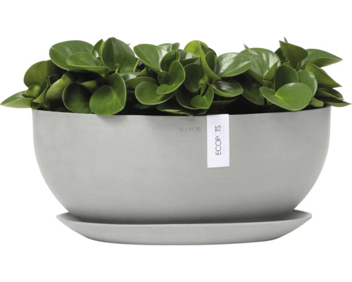 Zimmerpflanze in einem grauen Pflanzgefäß mit Untersetzer