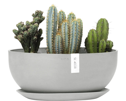 Kaktusarrangement in grauer Pflanzschale