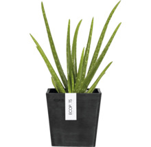 Aloe Vera Pflanze in einem schwarzen Topf