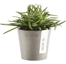 Blumentopf Ecopots Amsterdam Kunststoff Ø 6,8 cm 8 x 8 x 7 cm braun