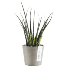 Blumentopf Ecopots Amsterdam Kunststoff Ø 6,8 cm 8 x 8 x 7 cm braun