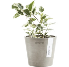 Benjamini-Feige im Topf mit Ecopots Logo