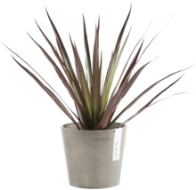 Blumentopf Ecopots Amsterdam Kunststoff Ø 12 cm 13 x 13 x 11,4 cm braun