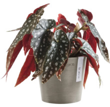Blumentopf Ecopots Amsterdam Kunststoff Ø 12 cm 13 x 13 x 11,4 cm braun