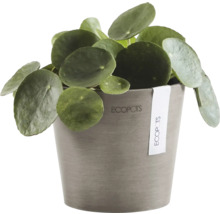 Blumentopf Ecopots Amsterdam Kunststoff Ø 12 cm 13 x 13 x 11,4 cm braun