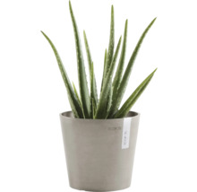 Aloe Vera Pflanze in einem grauen Topf