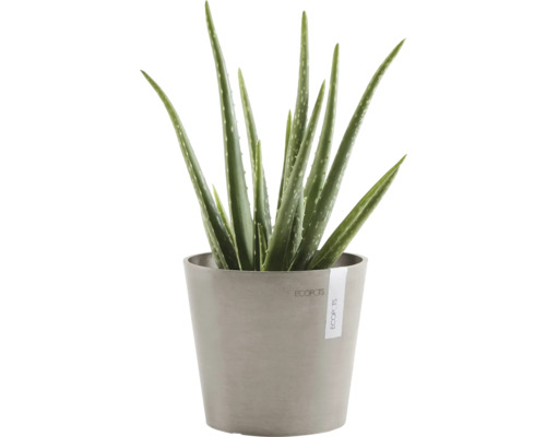 Aloe Vera Pflanze in einem grauen Topf